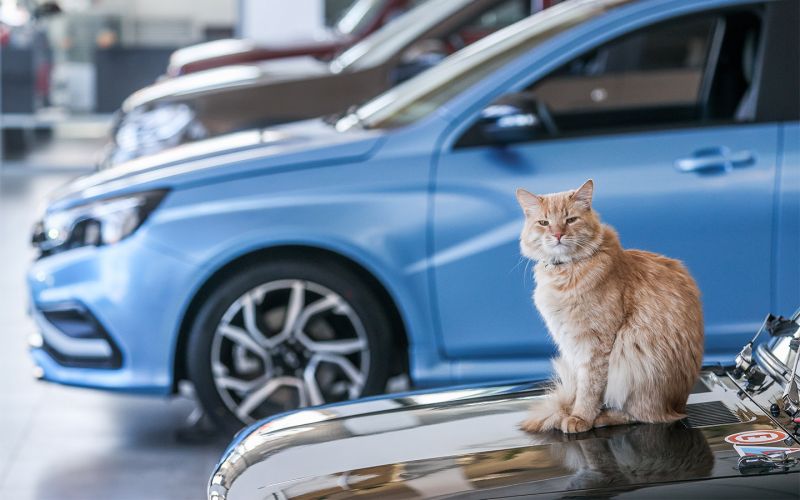 Импорт из Китая упал на 60%. Как изменятся цены на новые автомобили в мае