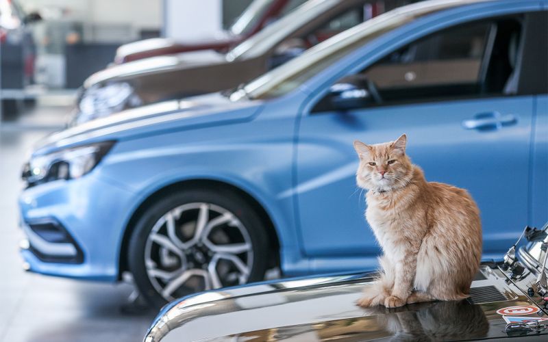 Когда россияне снова начнут покупать машины. Эксперты все рассказали Когда россияне снова начнут покупать автомобили? Эксперты всё расскажут